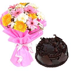 bunch of 15 Mixed Color Gerberas with Half Kg Chocolate Cake